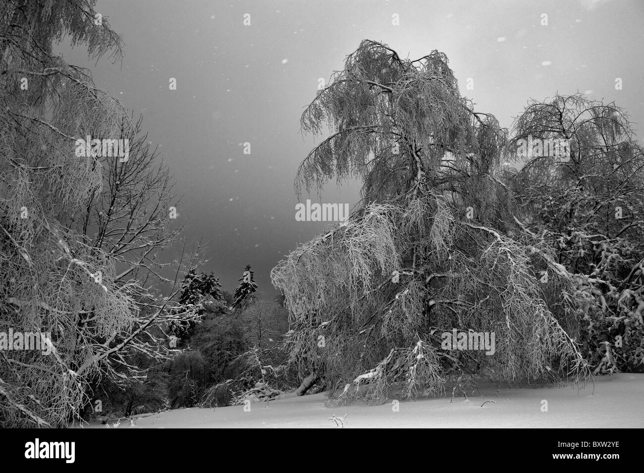 Einen kleinen verschneiten Waldweg im Nebel verschwinden. Stockfoto