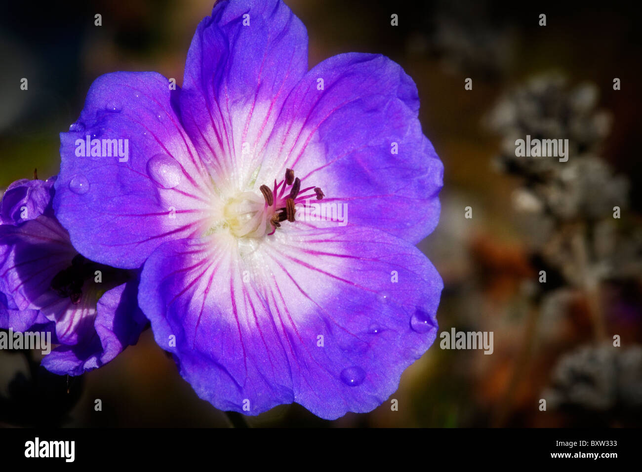 Schuss der Blüte Geranium Rozanne hautnah Stockfoto