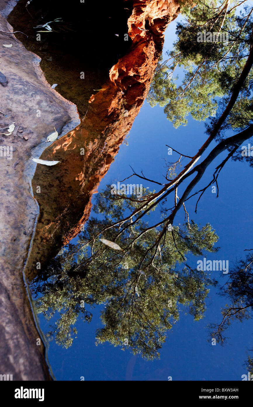 Australien Nord Territorium Watarrka National Park Reflexion des Eukalyptus Baum und Felsen Wände in natürlichen Frühling des Wassers Stockfoto