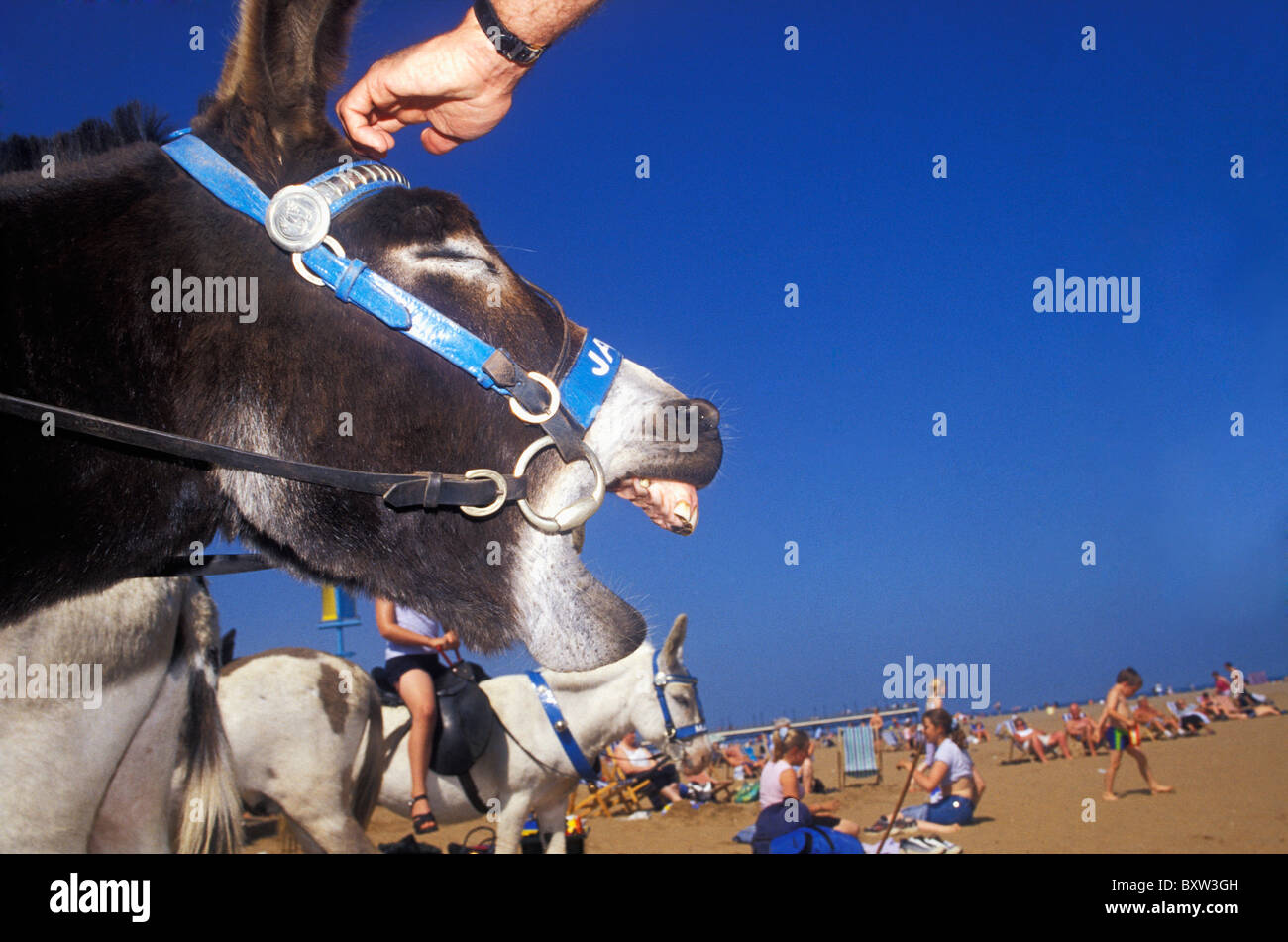 Touristischen Petting Esel am Strand Stockfoto