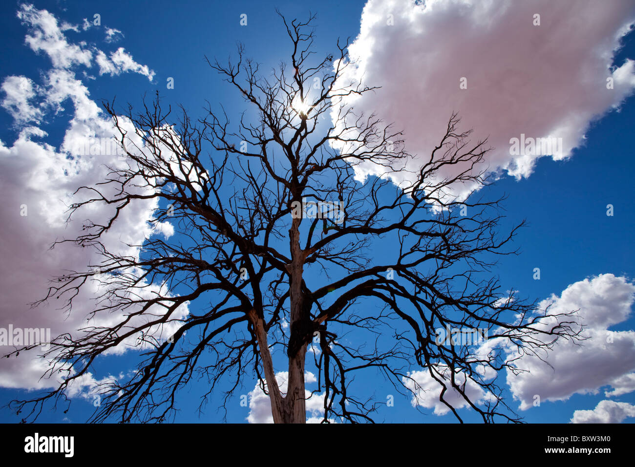 Australien, Northern Territory, knorrige Gliedmaßen des toten Baum gegen Outback Himmel entlang Luritja Straße im Outback an Sommernachmittagen Stockfoto