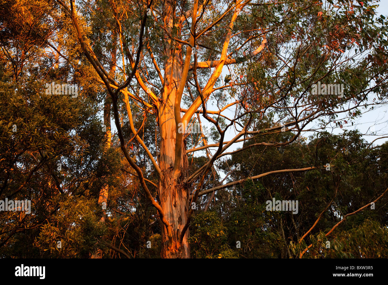 Australien, Victoria, Great Otway National Park, Eukalyptus-Wald entlang der Great Ocean Road bei Sonnenuntergang am Sommerabend Stockfoto