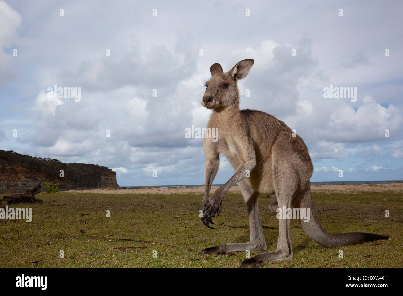Australien, New-South.Wales Murramarang National Park, östliche graue Känguru am Strand Stockfoto