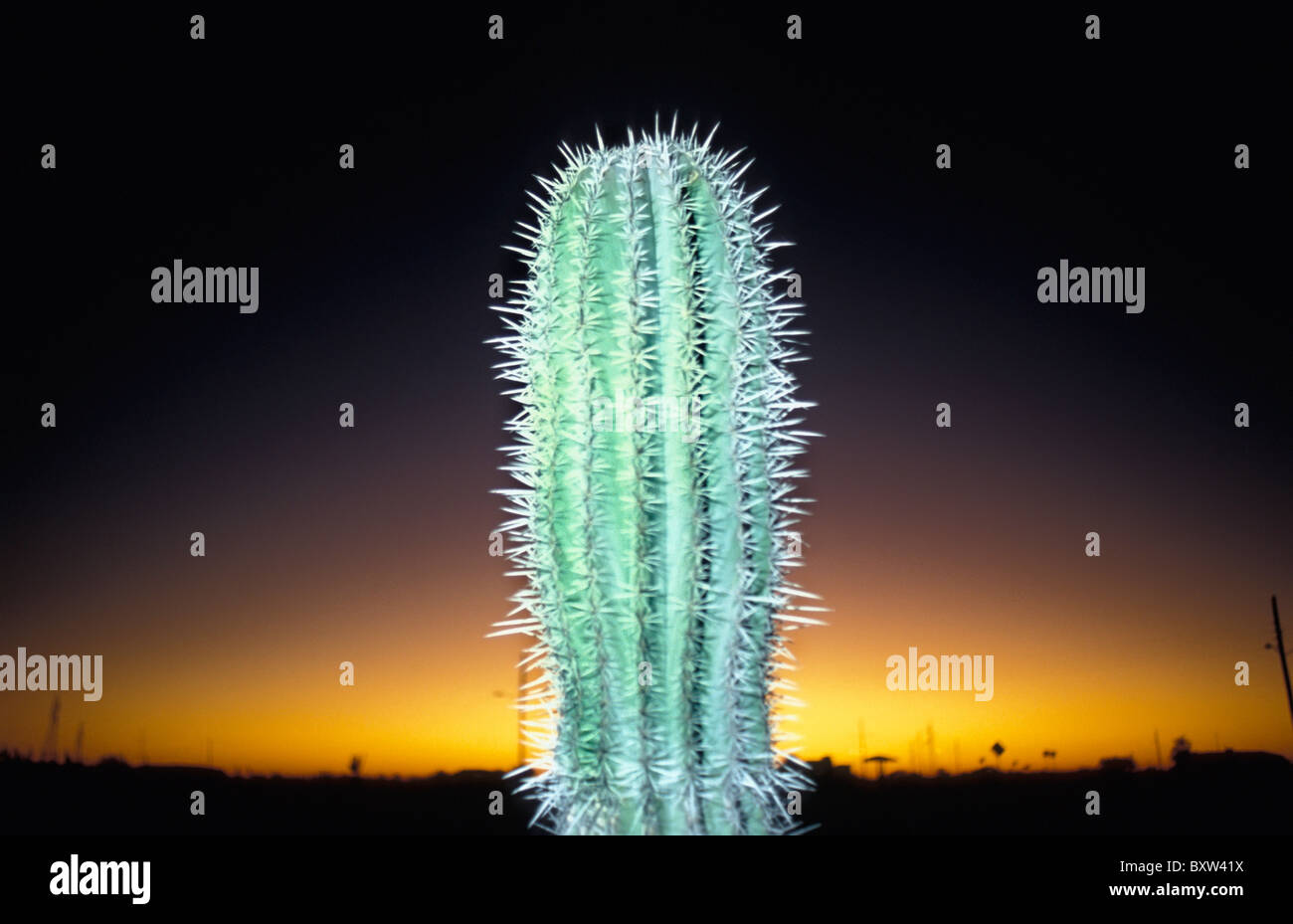 Nahaufnahme des Kaktus bei Sonnenuntergang Stockfoto