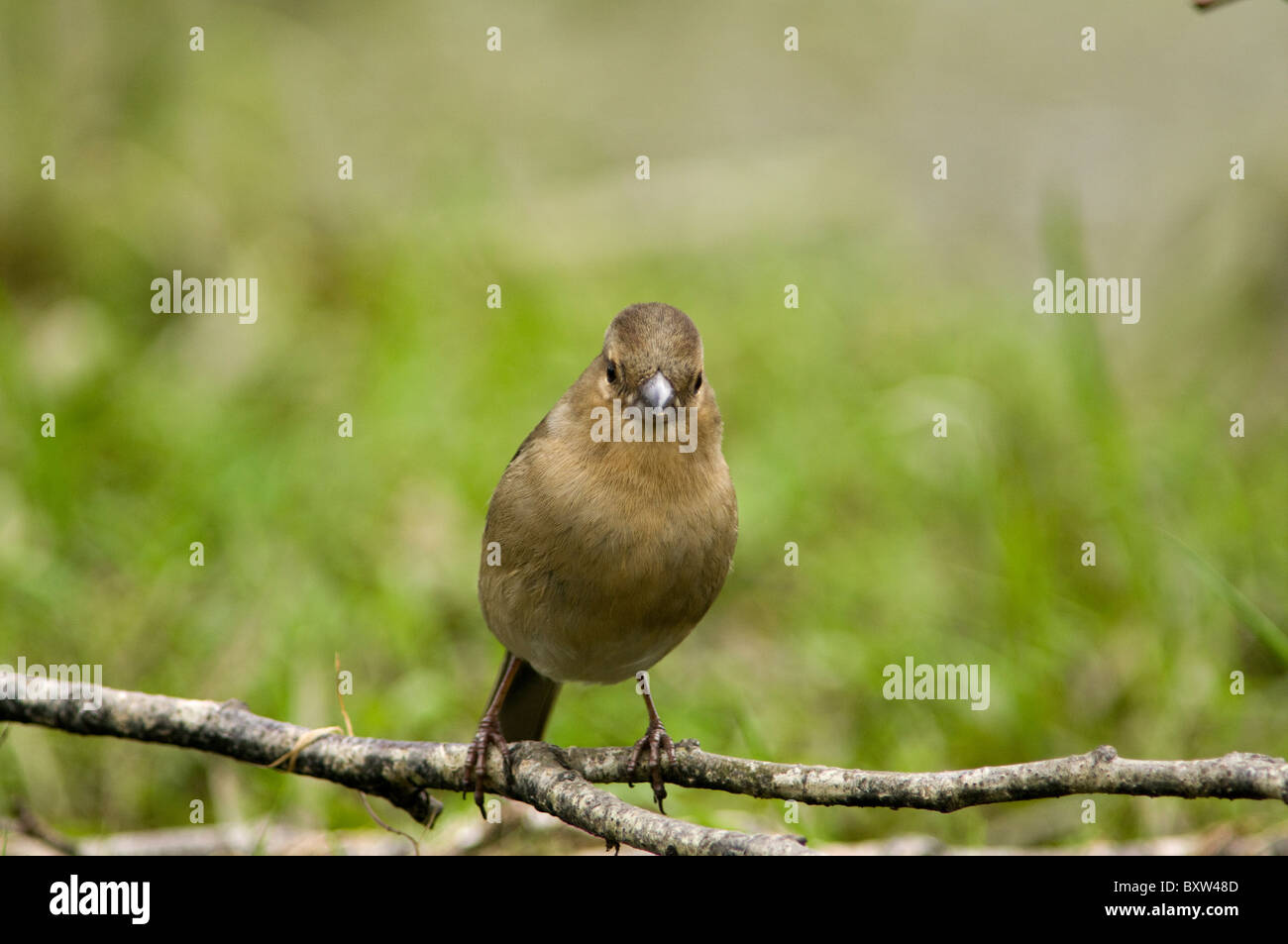 Kaffinchen (Fringilla coelebs), fotografiert in einer natürlichen Waldumgebung, die sein weiches Gefieder und seine aufmerksame Haltung unterstreicht. Stockfoto