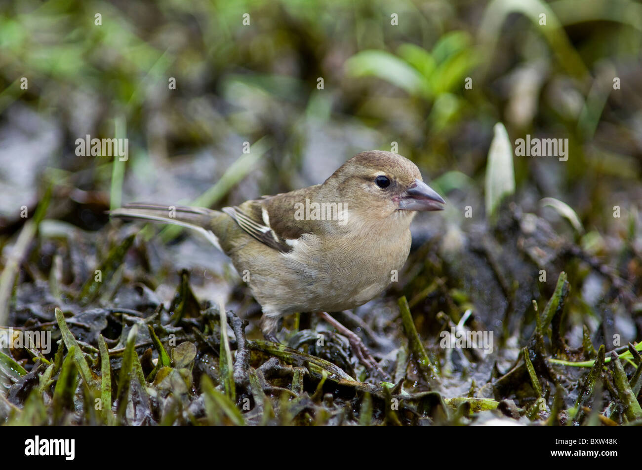 Kaffinchen (Fringilla coelebs), fotografiert in einer natürlichen Waldumgebung, die sein weiches Gefieder und seine aufmerksame Haltung unterstreicht. Stockfoto