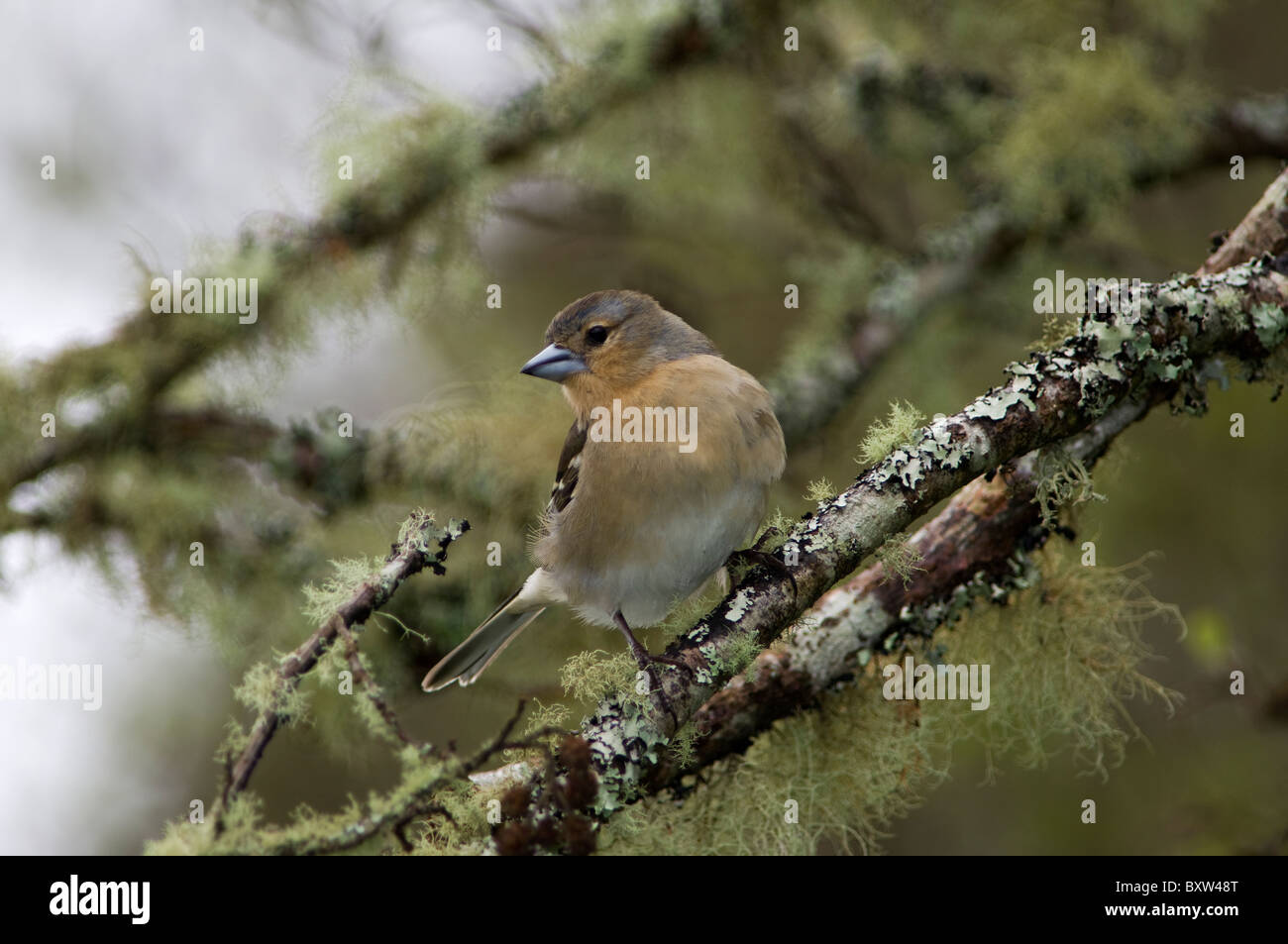 Kaffinchen (Fringilla coelebs), fotografiert in einer natürlichen Waldumgebung, die sein weiches Gefieder und seine aufmerksame Haltung unterstreicht. Stockfoto