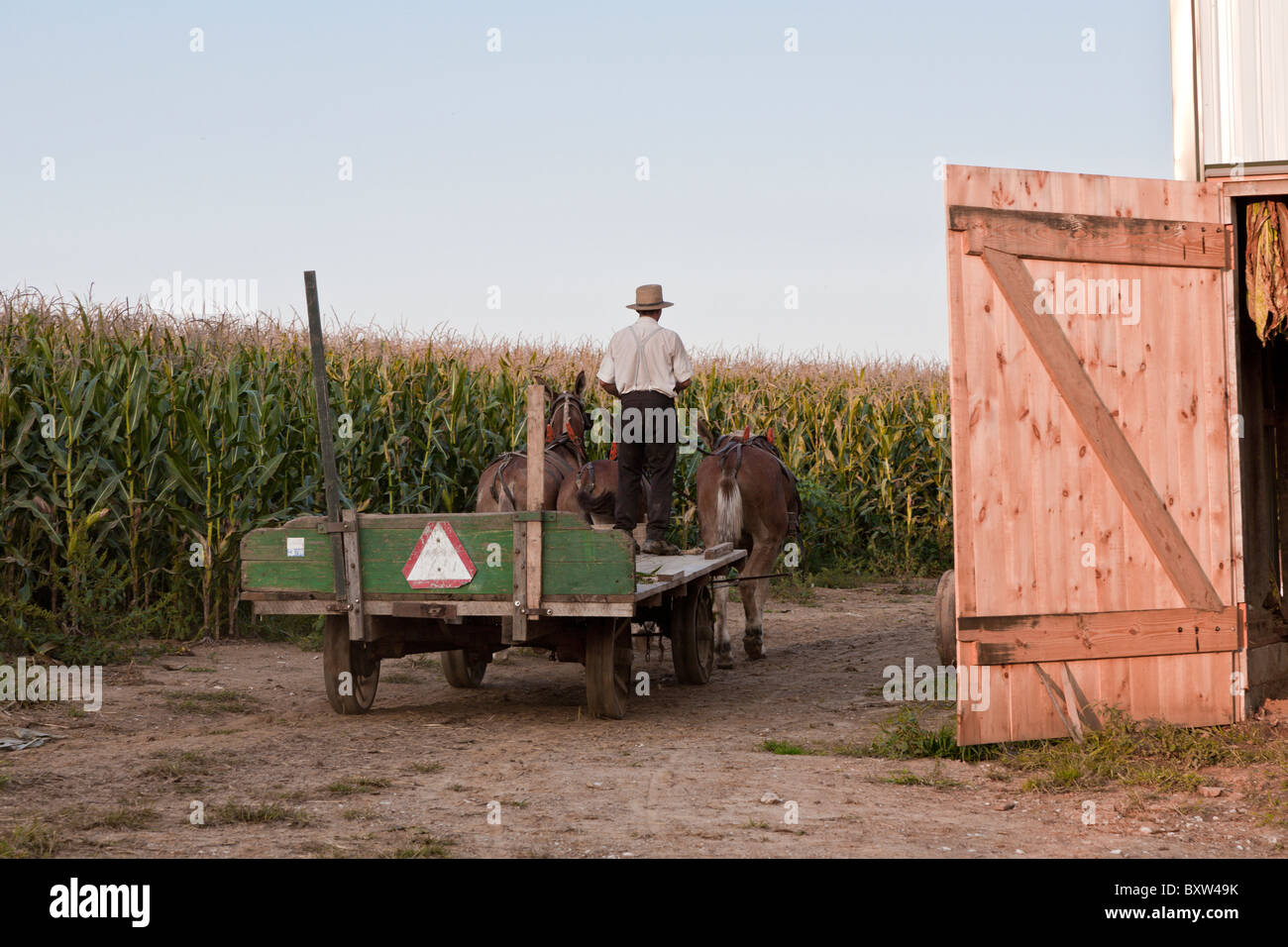 Amische Mann mit Hut fährt Zugpferde und Stahl fahrbare Wagen zum Maisfeld in Lancaster County, Pennsylvania Stockfoto