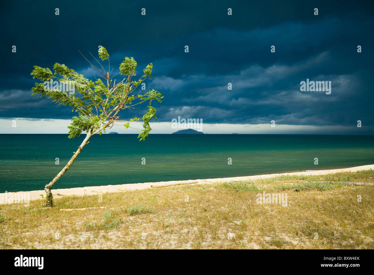 Wind fegte Baum in der Nähe von South China Sea Stockfoto