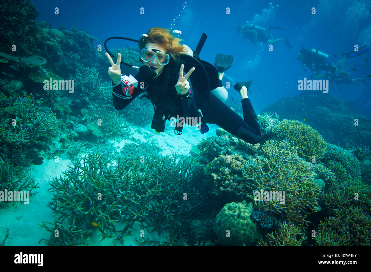 Tauchen am Great Barrier Reef Stockfoto