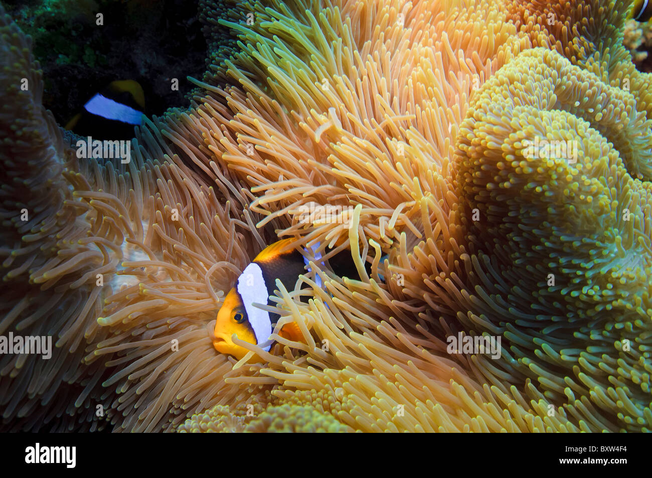 Clownfische, Australien, Great Barrier Reef Stockfoto