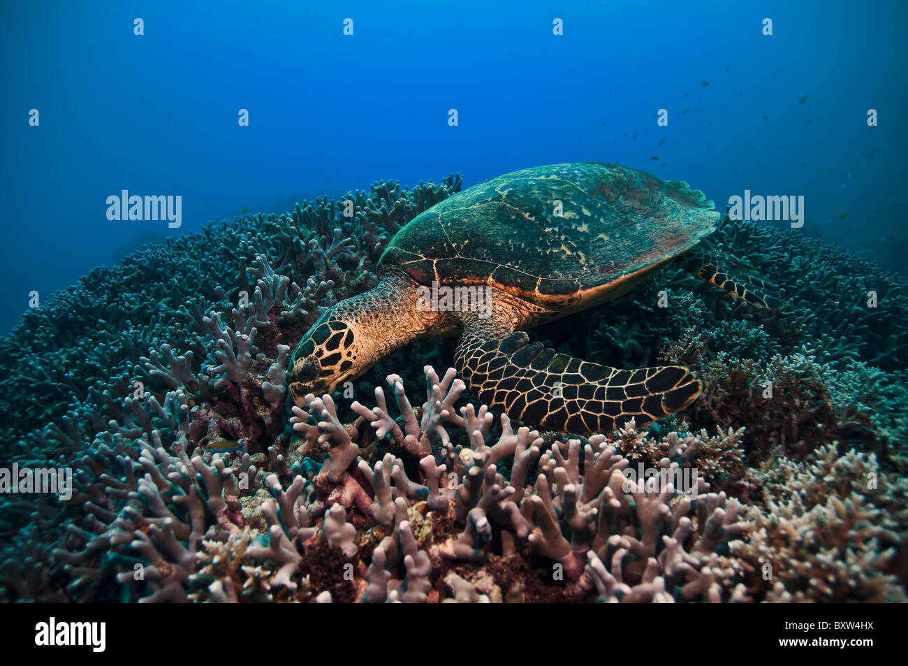 grüne Schildkröte Great Barrier Reef Australien Stockfoto