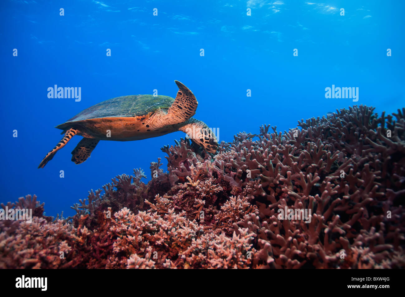 grüne Schildkröte Great Barrier Reef Australien Stockfoto