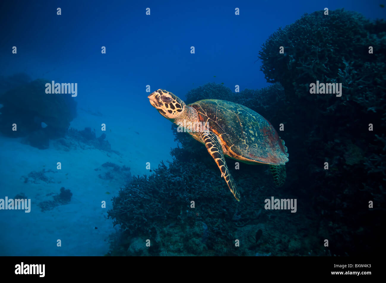 grüne Schildkröte Great Barrier Reef Australien Stockfoto