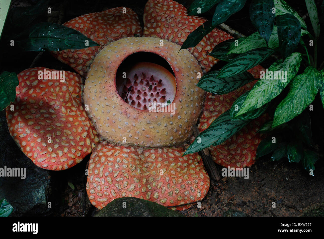 Rafflesia, die größte Blume der Welt Stockfoto