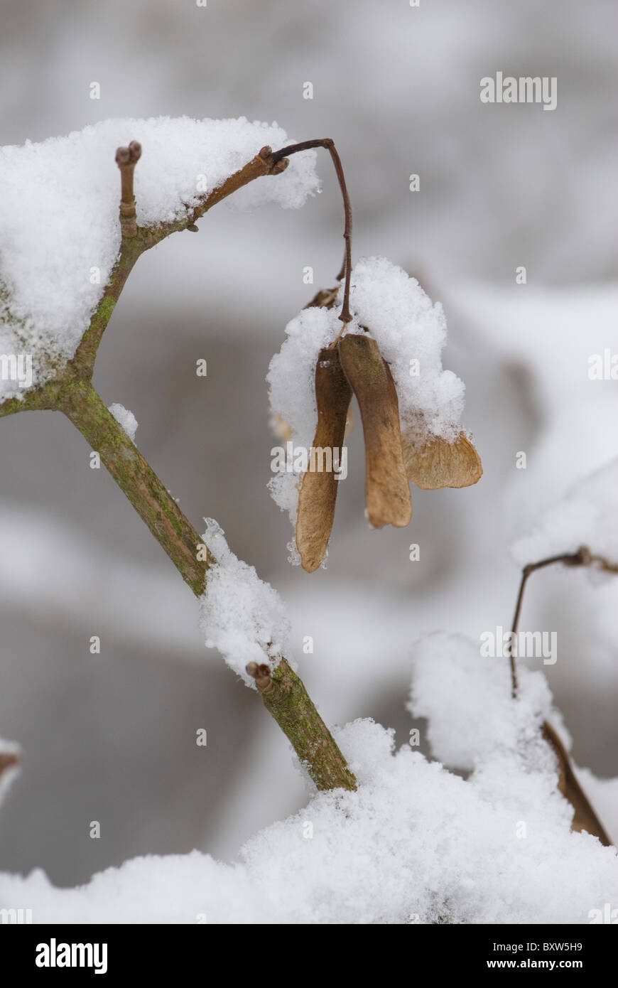 Bergahorn Schlüssel im Schnee Stockfoto