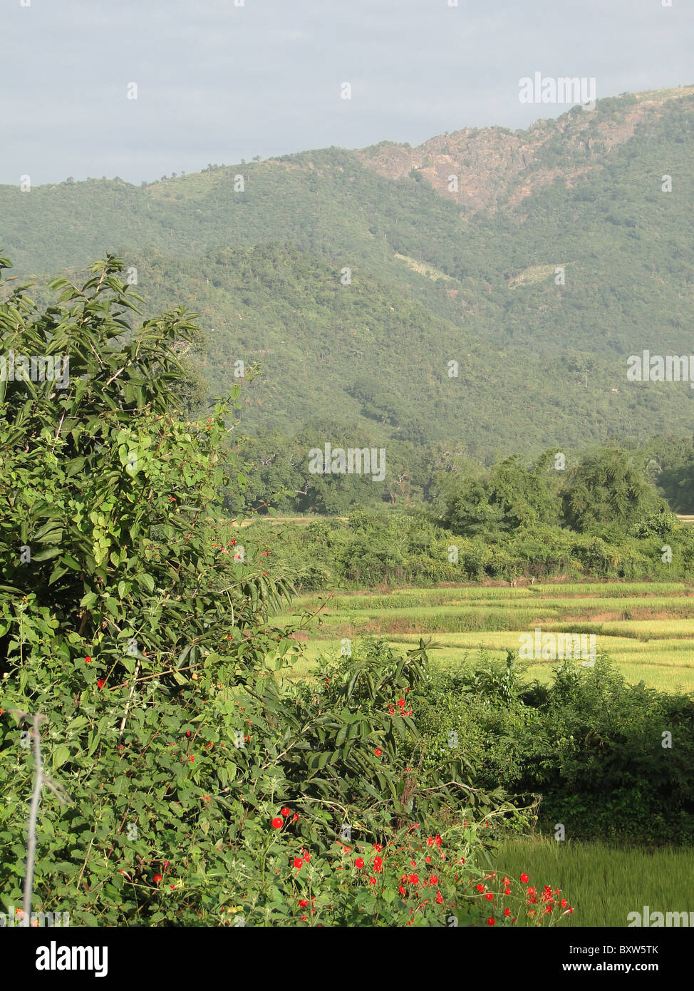 Reisfelder in Tal in Orissa in Indien Stockfoto