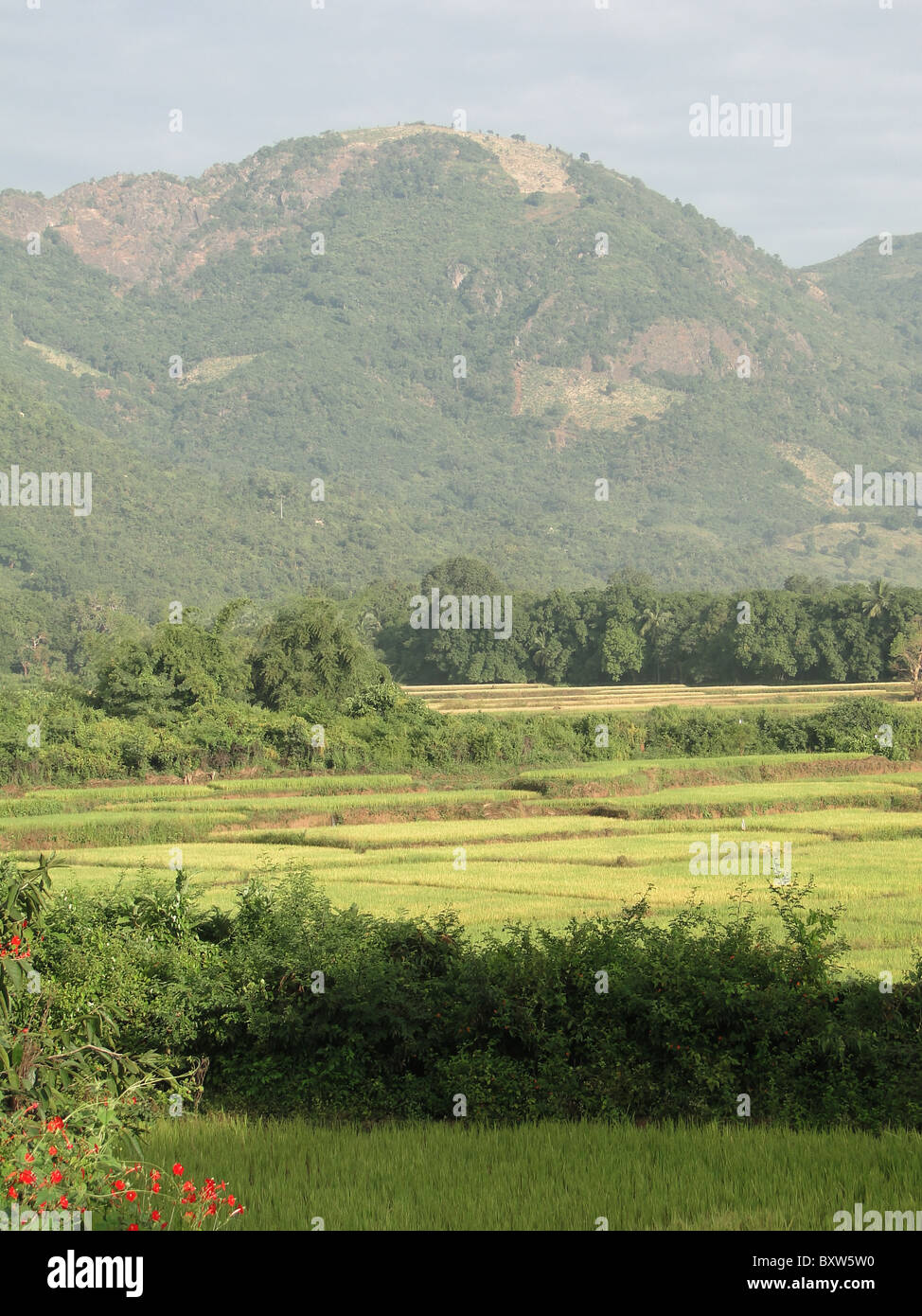 Reisfelder in Tal in Orissa in Indien Stockfoto
