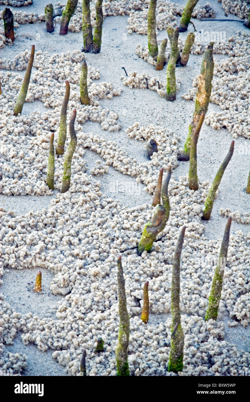 Australian Native Landschaft von Mangroven Luftwurzeln durchdringen den Sand mit kleinen Krabben Häuser Löcher und sand Ablagerungen Stockfoto