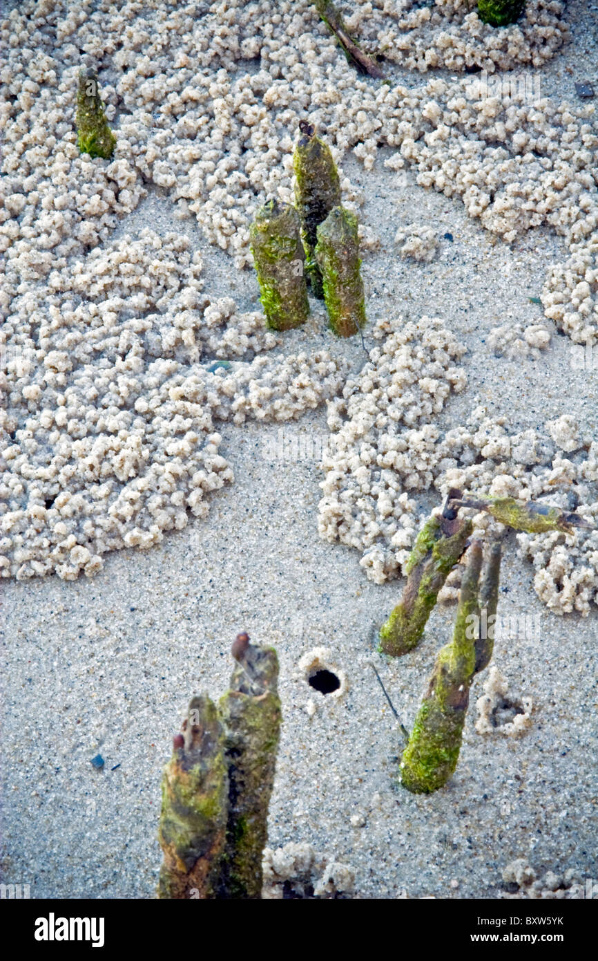 Mangrove Luftwurzeln durchdringen den Sand mit kleinen Krabben Häuser Löcher und sand Ablagerungen um sie herum. Stockfoto