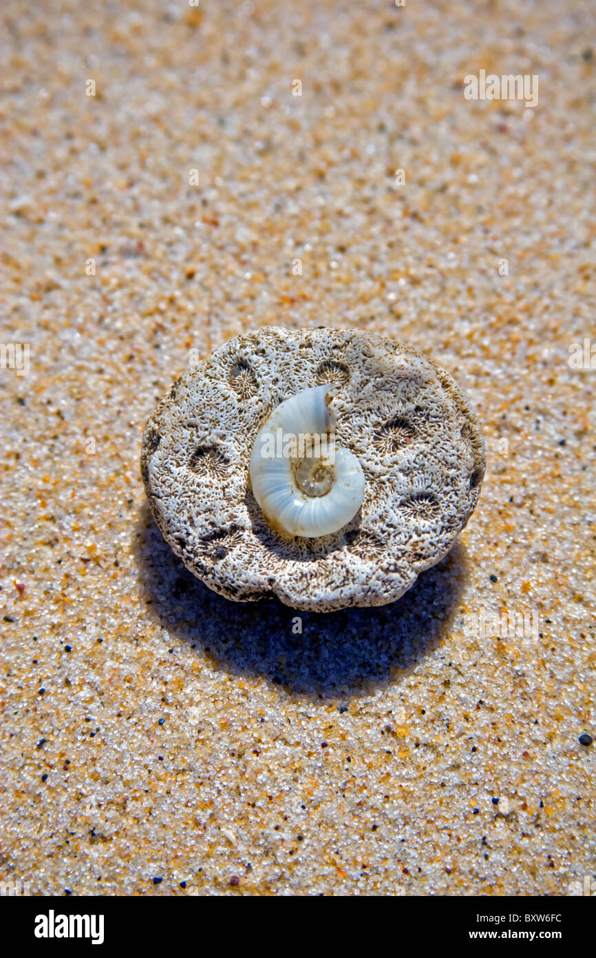 Meeresschnecke der Ammoniten Fossil auf Korallenstein gelegt auf sandigen Untergrund, bunten sand Stockfoto