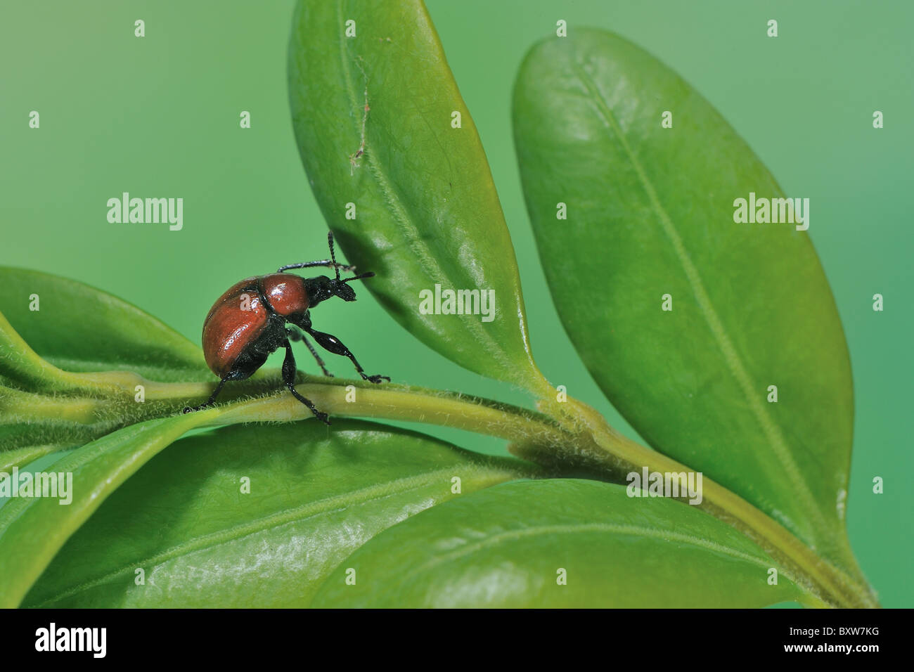 Eiche Blatt-Walze Rüsselkäfer - Blatt Roller Rüsselkäfer (Attelabus Nitens) auf Blatt - Cevennen - Frankreich Stockfoto