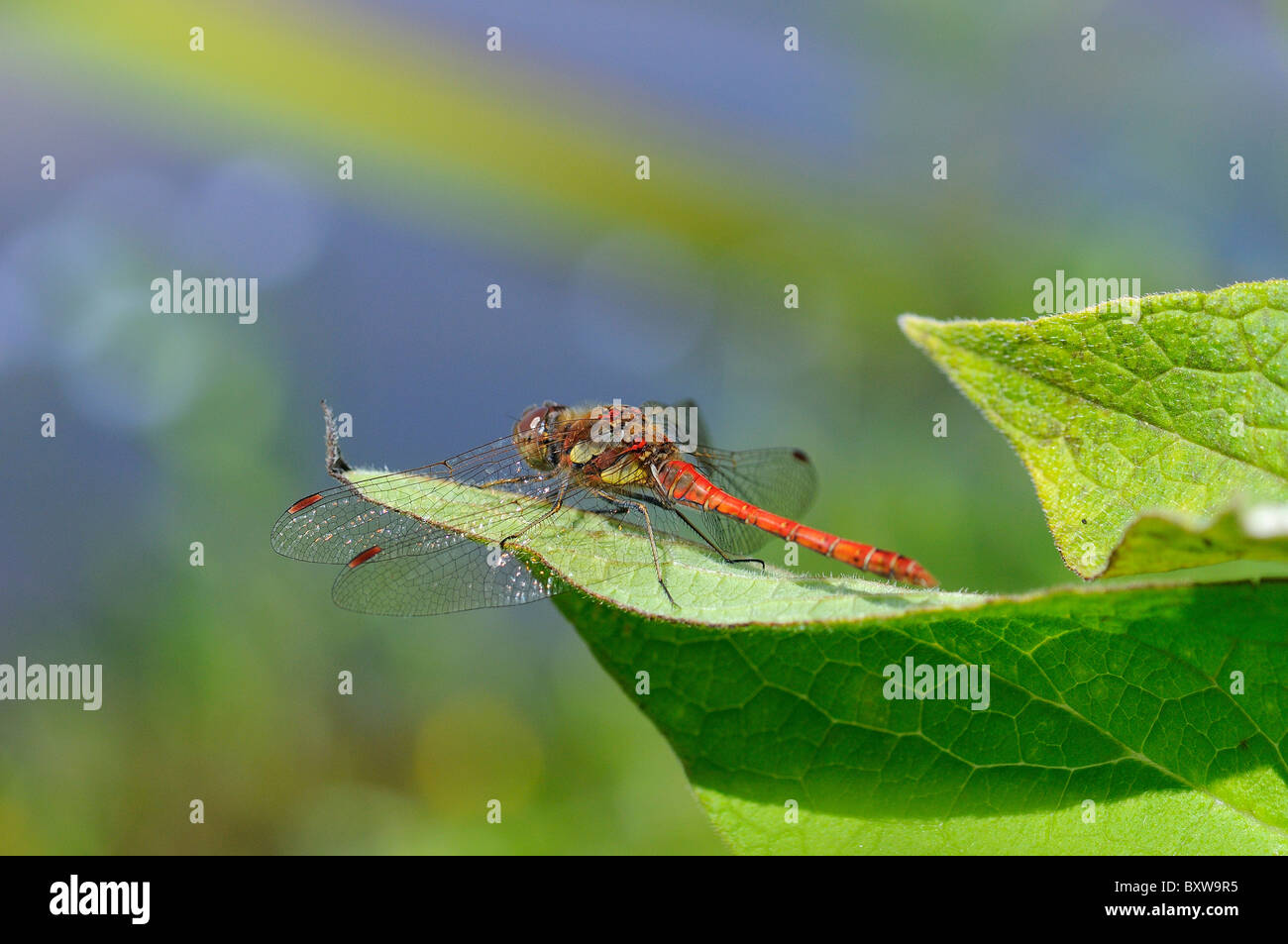 Gemeinsamen Darter Libelle (Sympetrum Striolatum) ruht auf Wasser Blatt, Oxfordshire Stockfoto