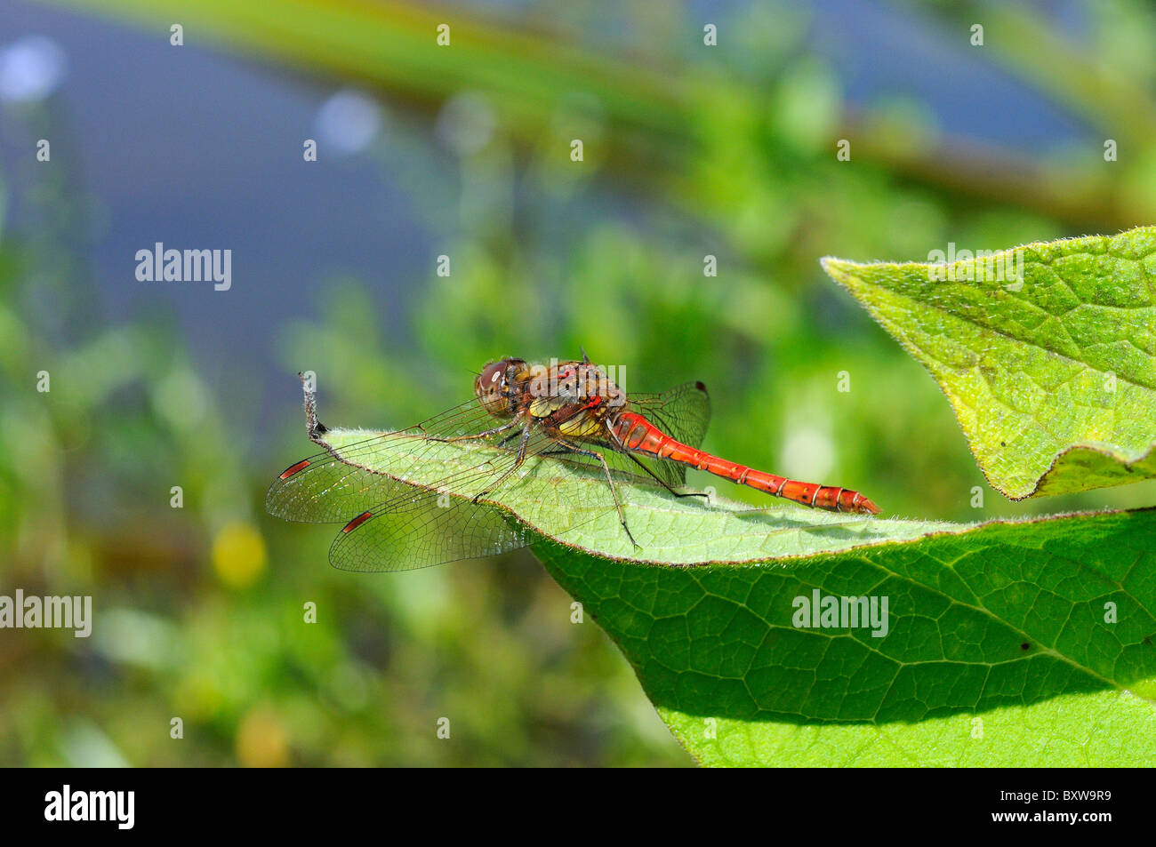 Gemeinsamen Darter Libelle (Sympetrum Striolatum) männlich ruht auf Blatt, Oxfordshire, Vereinigtes Königreich Stockfoto