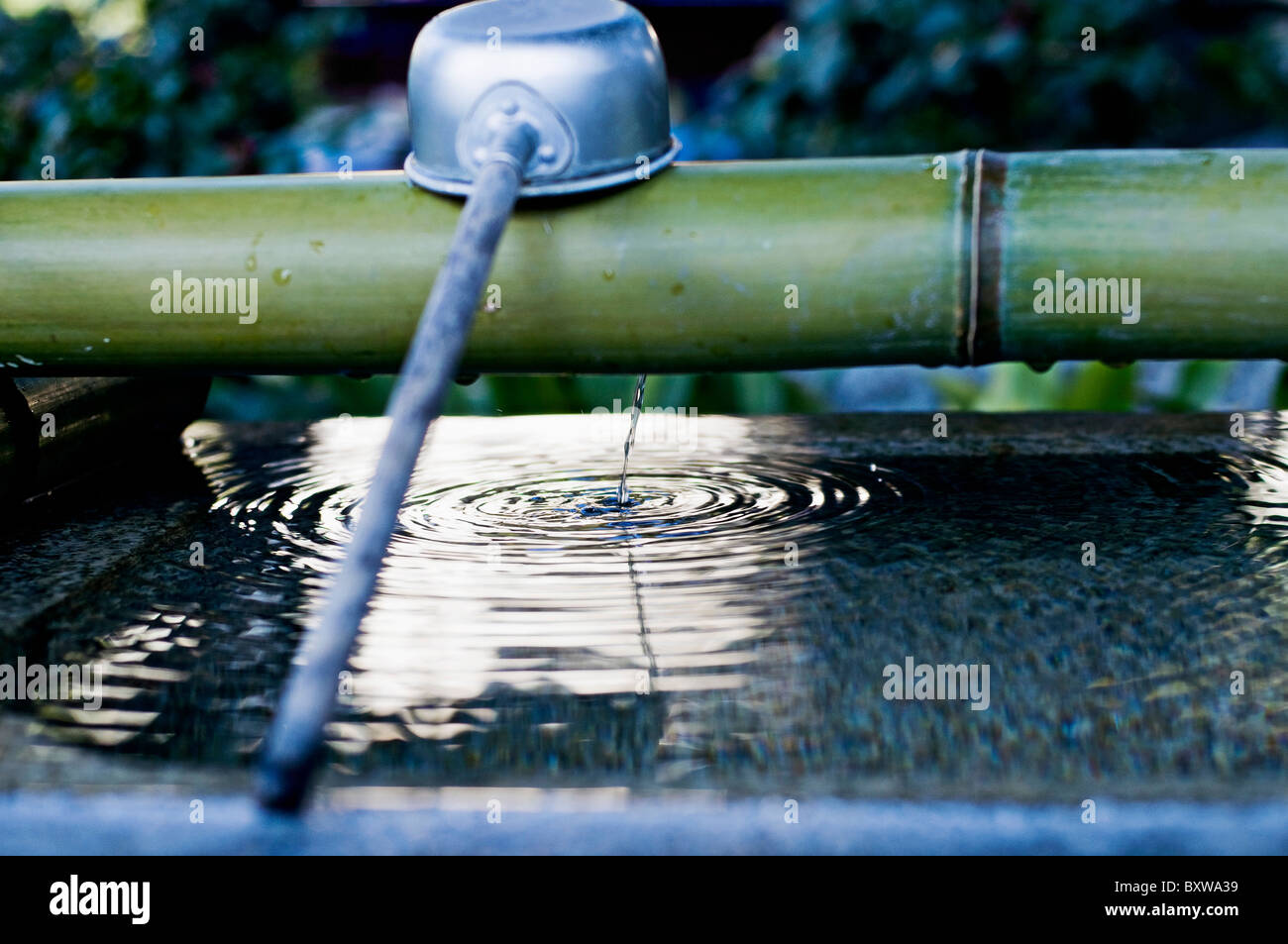 Chyozuya auf Wasser gefüllten Becken Stockfoto