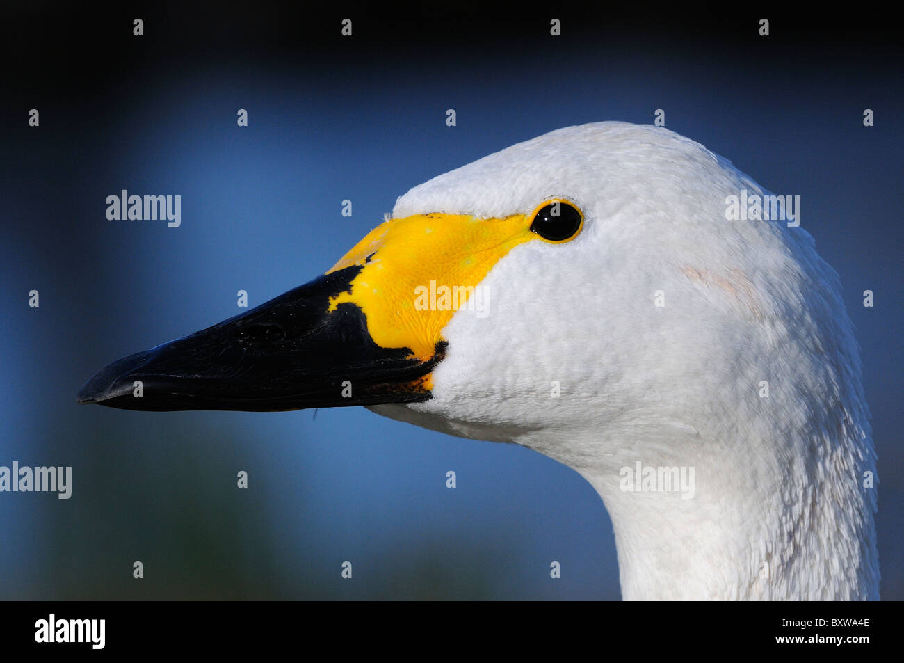 Bewick ´s Schwan (Cygnus Columbianus) Nahaufnahme des Kopfes mit gelben und schwarzen Schnabel, Slimbridge, UK. Stockfoto