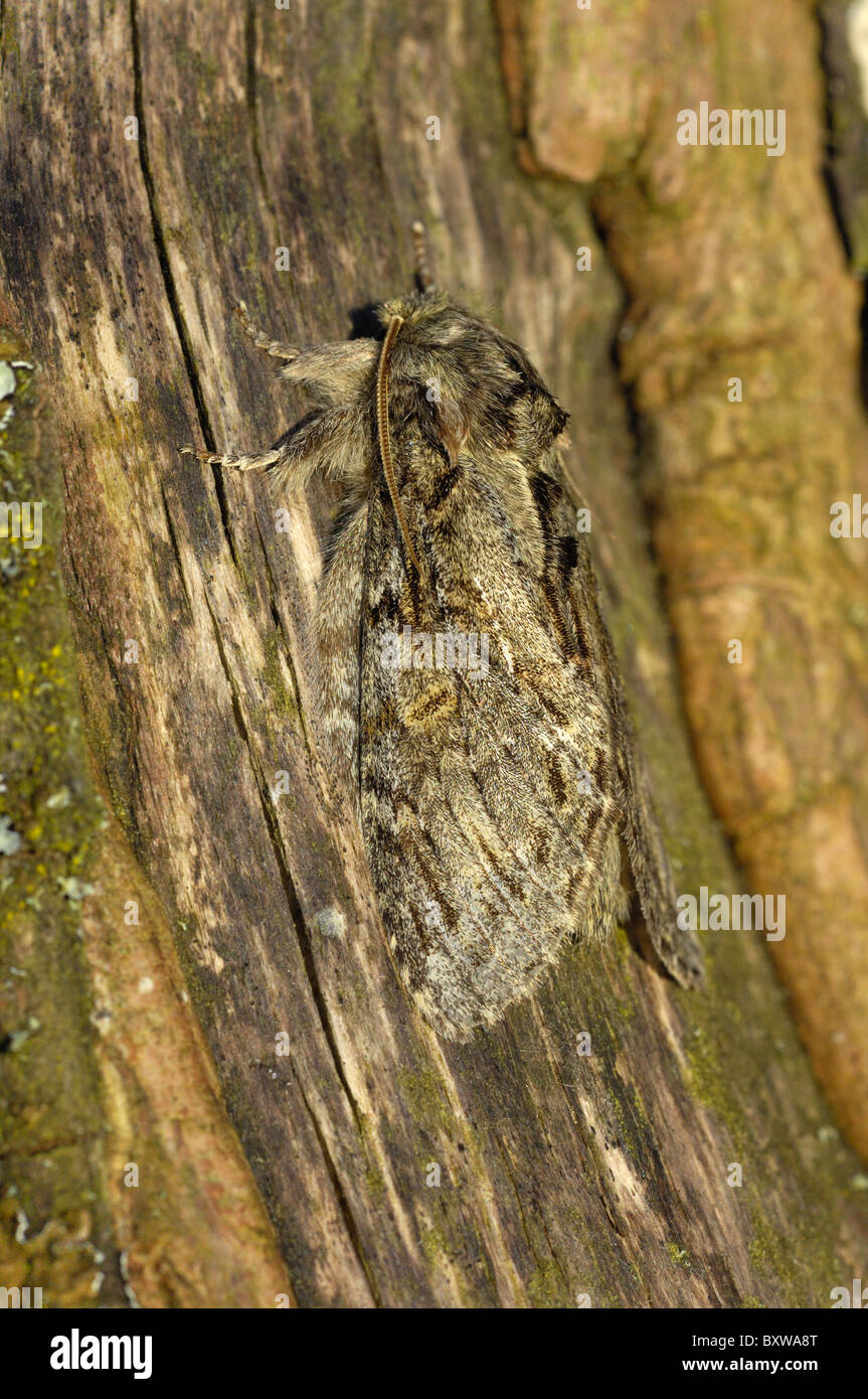 Sehr prominente Moth Peridea Anceps) Erwachsenen ruht auf Rinde, Oxfordshire, UJK. Stockfoto