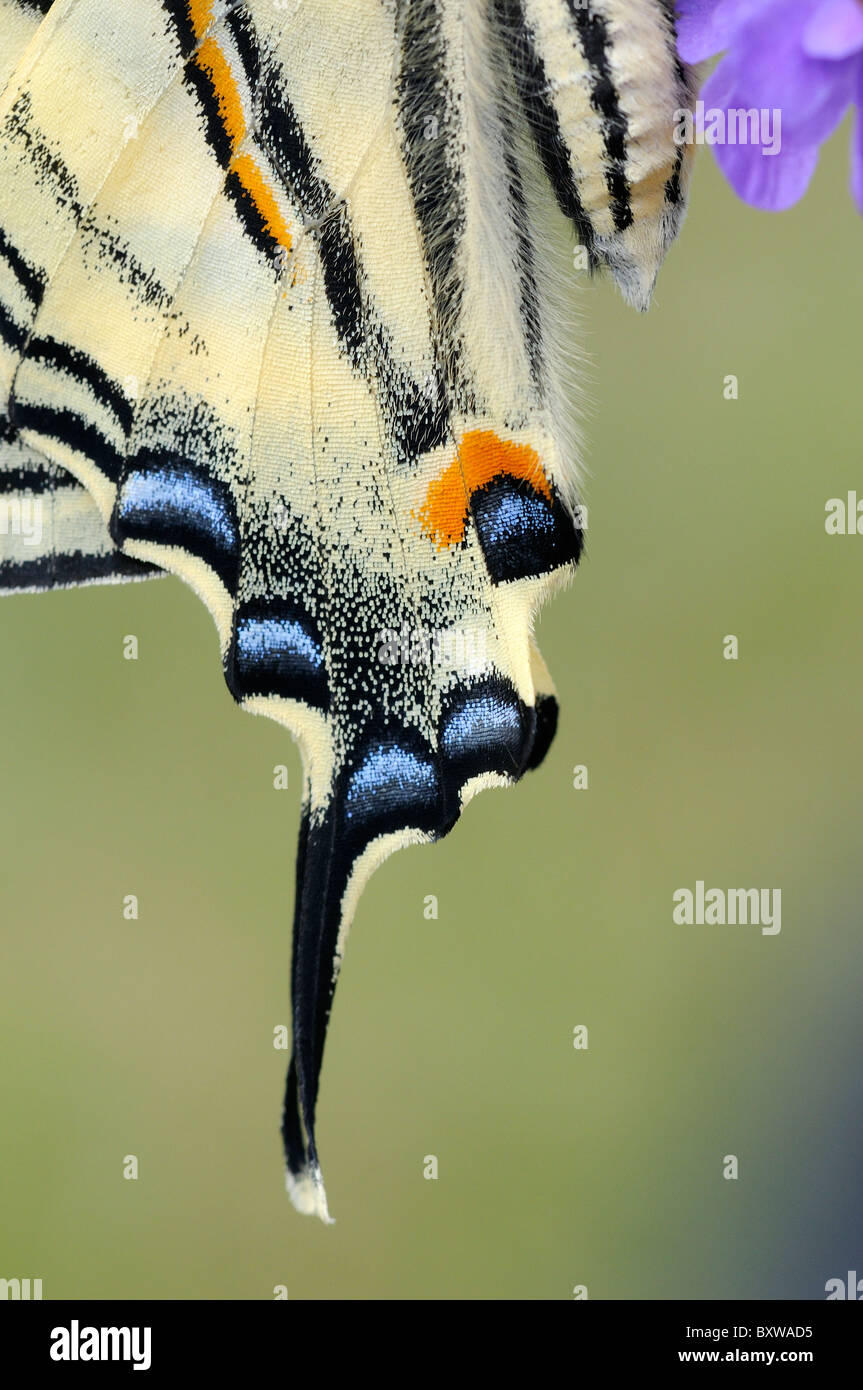 Knappen Schwalbenschwanz Schmetterling (Iphiclides Podalirius) in Nahaufnahme Heckflügel mit Rute und Muster Stockfoto