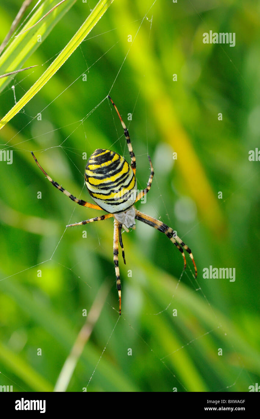 Wasp Spider (Argiope Bruennichi) im Web unter Rasen, Barnes, UK. Stockfoto