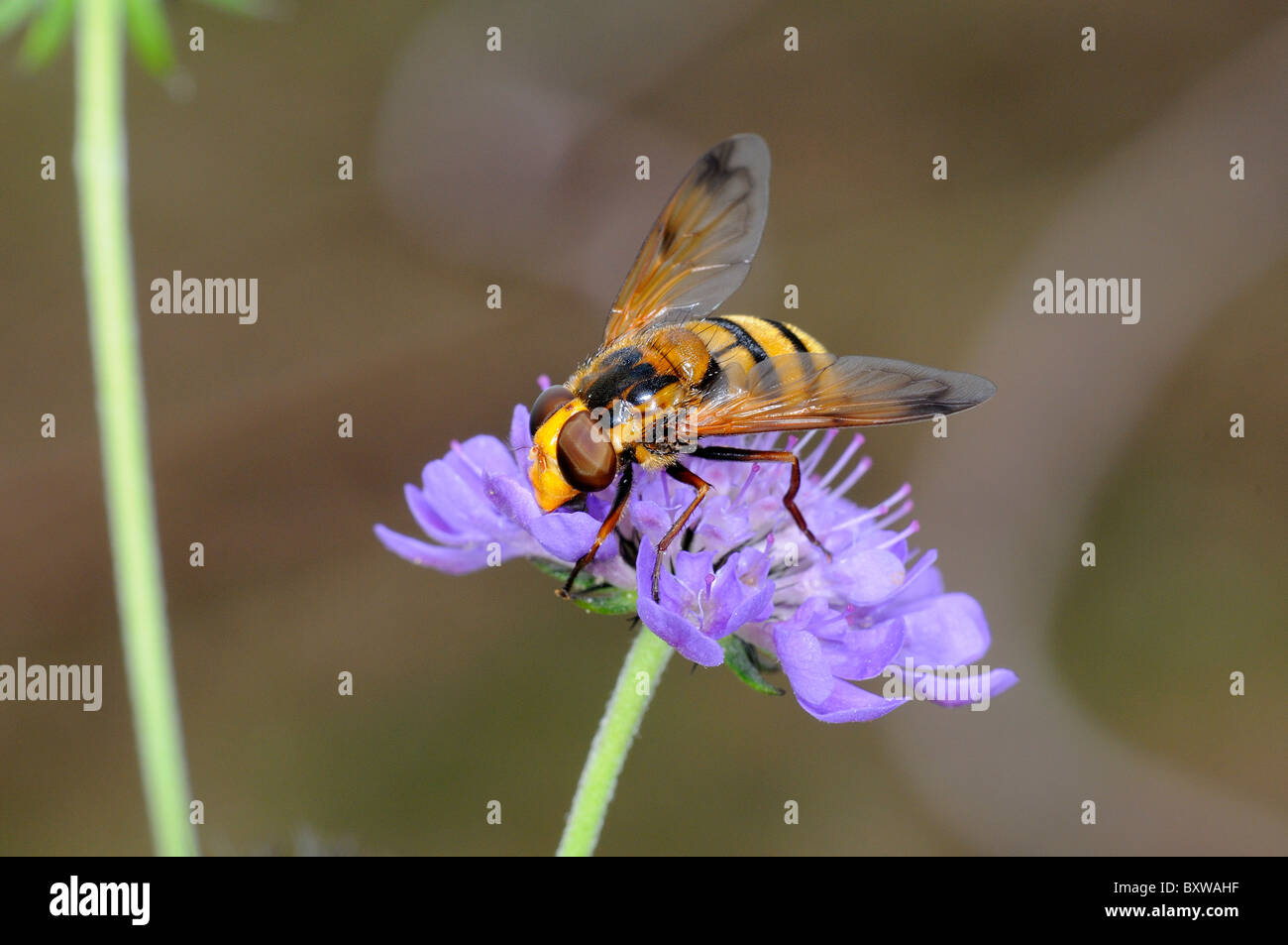 Schwebfliege (Volucella Arten) ernähren sich von Witwenblume Blüte, Oxfordshire, Vereinigtes Königreich. Stockfoto