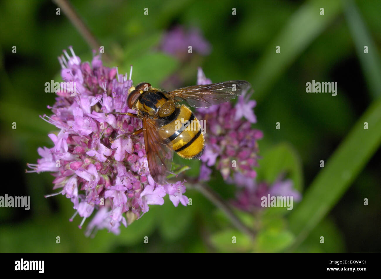 Schwebfliege (Volucella Arten) ernähren sich von Majoran Blumen, Oxfordshire, Vereinigtes Königreich. Stockfoto