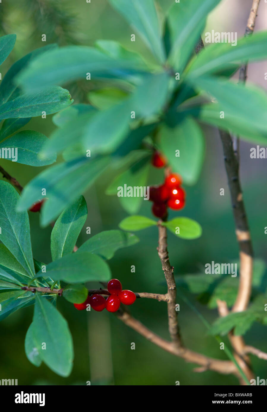 Mezereon Pflanze ( Daphne mezereum , Thymelaeaceae ) Beeren , Finnland Stockfoto