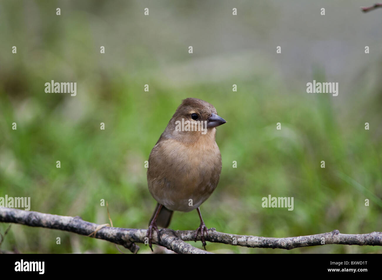 Kaffinchen (Fringilla coelebs), fotografiert in einer natürlichen Waldumgebung, die sein weiches Gefieder und seine aufmerksame Haltung unterstreicht. Stockfoto