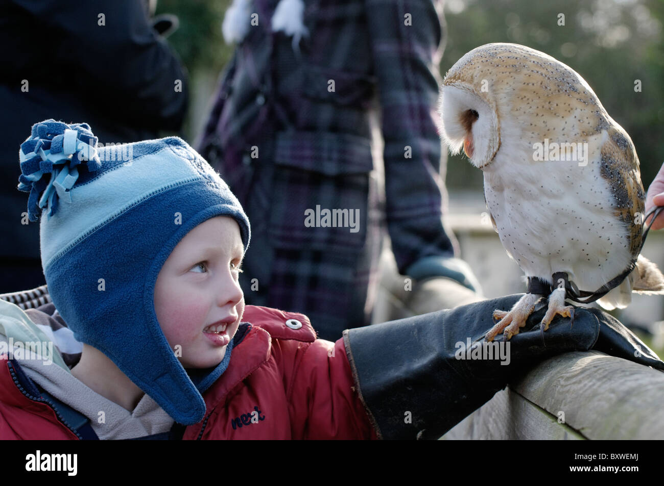 Ein kleiner Junge hält einen gefangen Schleiereule bei Hawk Conservancy Trust, Andover. Stockfoto