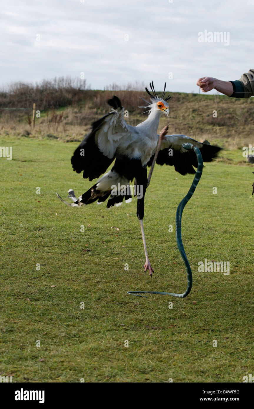 Ein Sekretär Vogel kämpft mit einer vorgeben Schlange Stockfoto