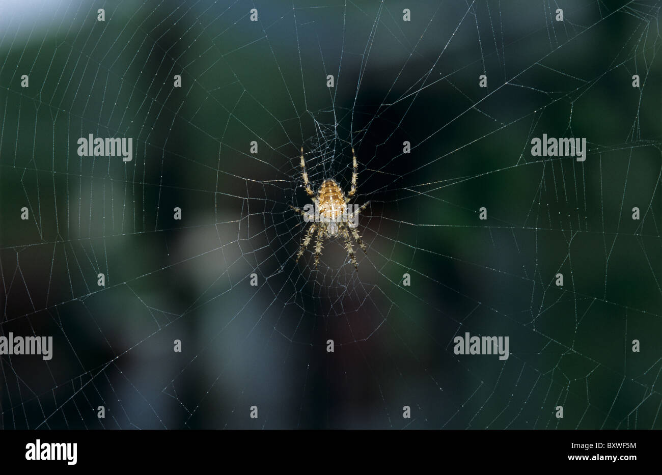 Gartenkreuzspinne (Araneus Diadematus) früh an einem Herbstmorgen auf einem Spinnennetz Stockfoto