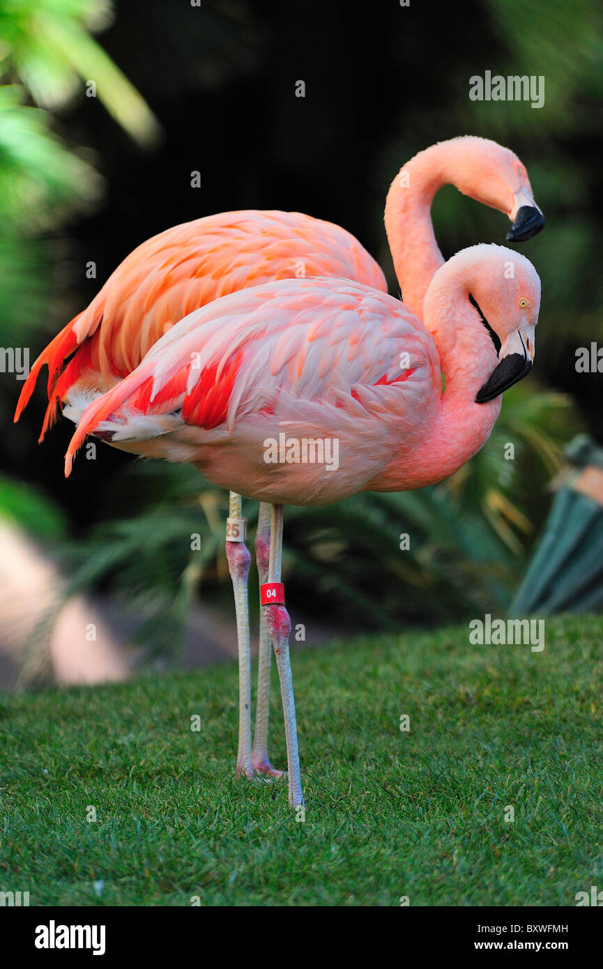 Rosa Flamingos (Phoenicopterus Ruber) in den Gärten des Hotels Flamingo Las Vegas Stockfoto