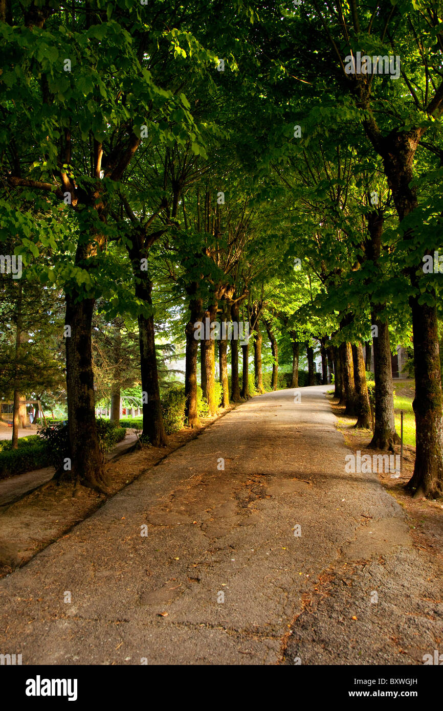 Bäumen gesäumten Weg in die Stadt Montepulciano, Toskana Italien Stockfoto