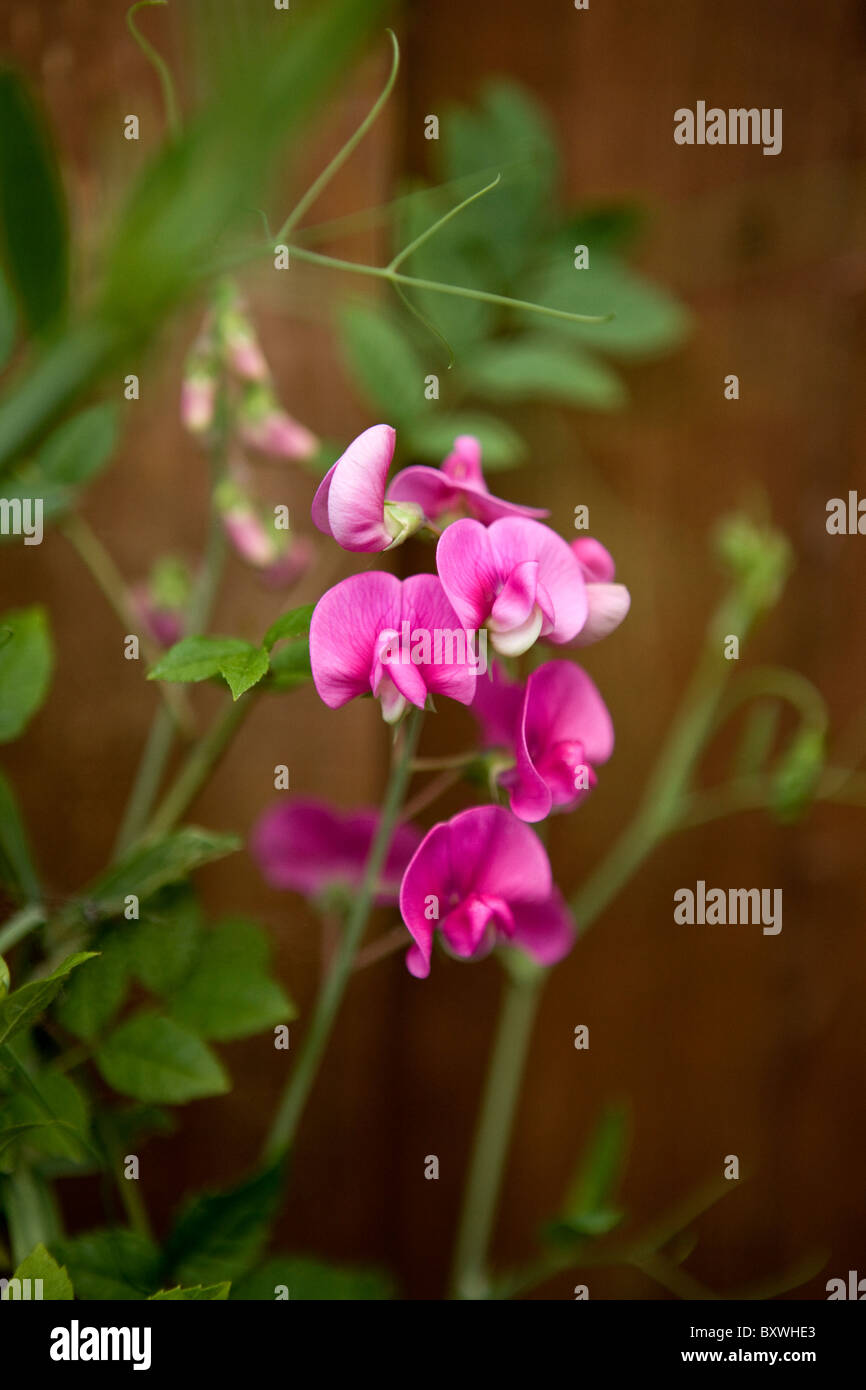 Rosa lieber Erbse Blumen Stockfoto