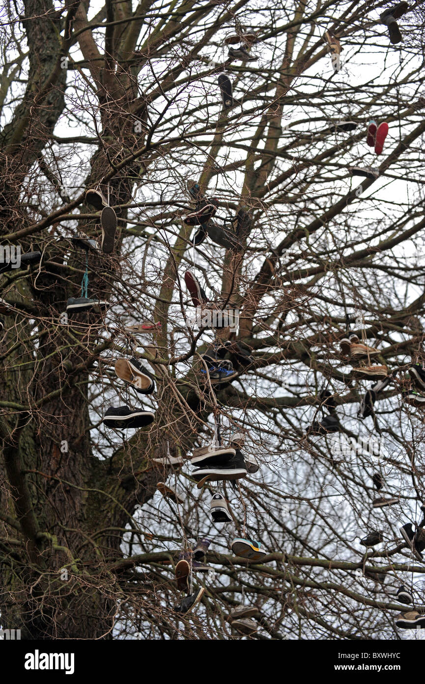 Trainer hängen von einem Baum neben einem Skatepark, werfen die Skateboarder ihre alten Schuhe dort oben wenn sie ein neues paar bekommen Stockfoto