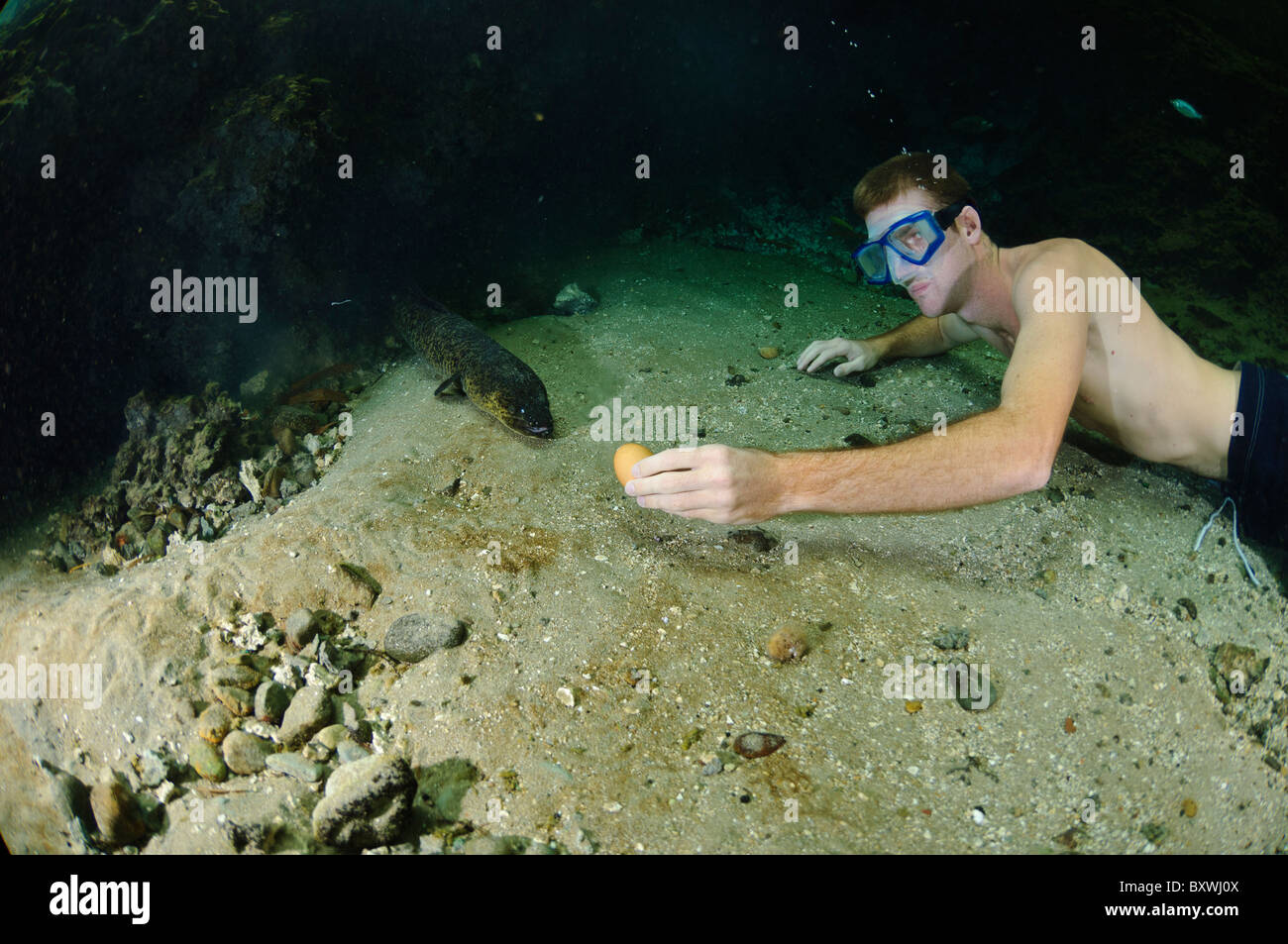 Ein Tourist lockt ein Süßwasser Aal heraus aus seinem Loch mit einem rohen Ei, Waai, Ambon, Indonesien. Stockfoto