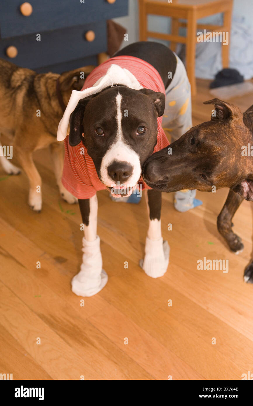 Porträt eines Hundes, Socken, Hemd, Hosen zu tragen.  andere Hunde sind neugierig. Stockfoto