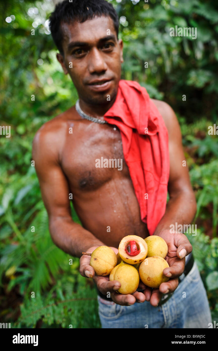 Ein Mann hält frisch geerntet, Muskatnuss und Muskatblüte, Ambon, Molukken, Indonesien. Stockfoto