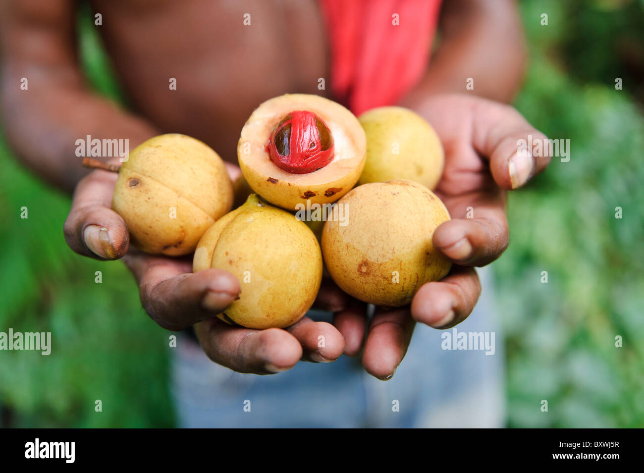 Ein Mann hält frisch geerntet, Muskatnuss und Muskatblüte, Ambon, Molukken, Indonesien. Stockfoto