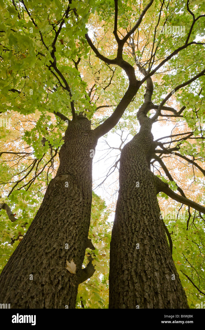 Acer Platanoides, Spitzahorn-Bäume im Herbst Stockfoto