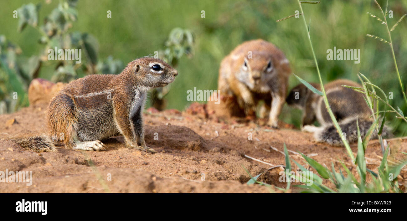 Cape Boden Eichhörnchen (Xerus Inauris) in Madikwe Nationalpark, Südafrika Stockfoto